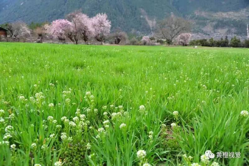 西藏 <wbr>| <wbr>春日林芝桃花运(续篇)