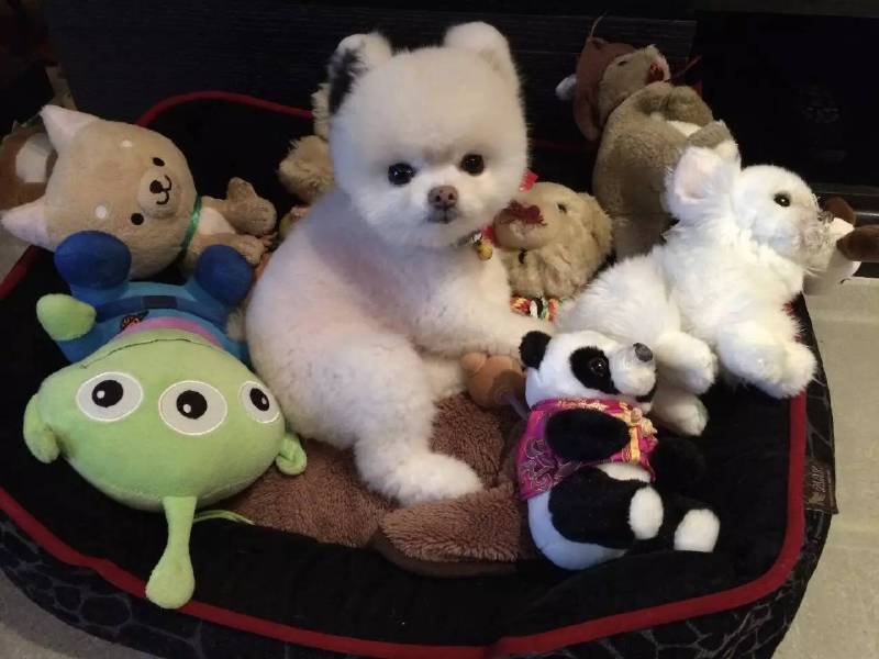 与爱犬自拍 更为其还出了本书 夫妇两人对麻吉的宠爱真是的不比女儿少