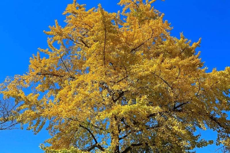 《重庆传统村落地图》出炉,石柱3个村入榜!