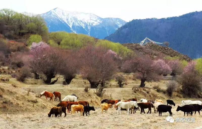 西藏 <wbr>| <wbr>春日林芝桃花运(续篇)