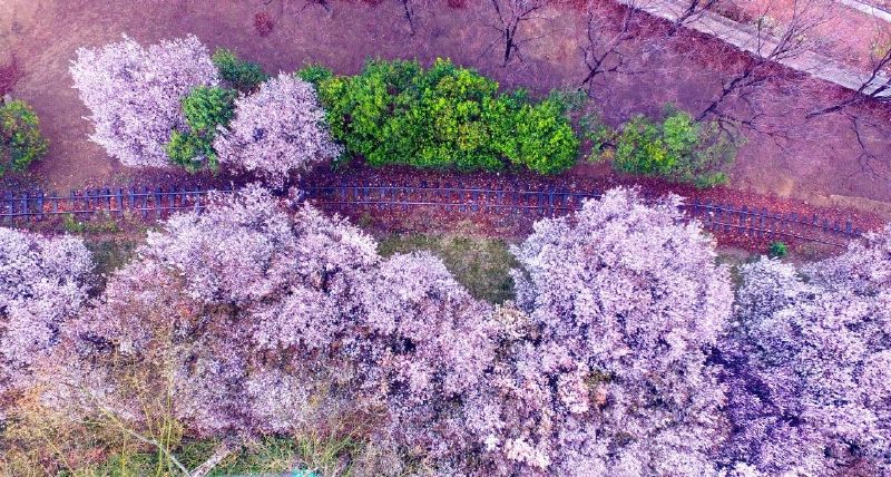 面朝阳光,春暖花开 河南郑州 3月,在百米高空俯瞰郑州城区,万木吐绿,花团锦簇,如梦如幻。
