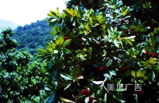 天然奇观东辉大峡谷——大坂山(美丽的山147) 图片来自网络