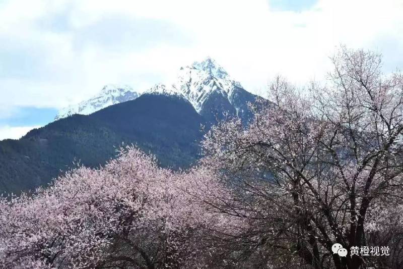 西藏 <wbr>| <wbr>春日林芝桃花运(续篇)