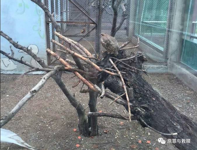 难为可怜的小树了