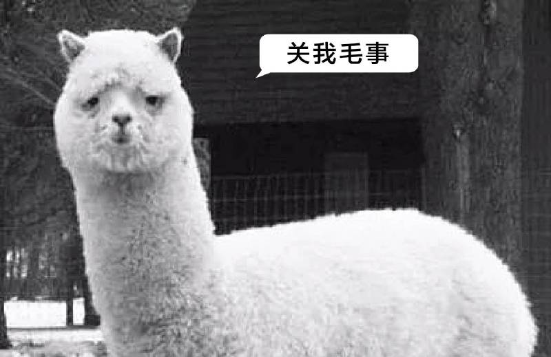 千万只羊驼奔腾表情包分享展示