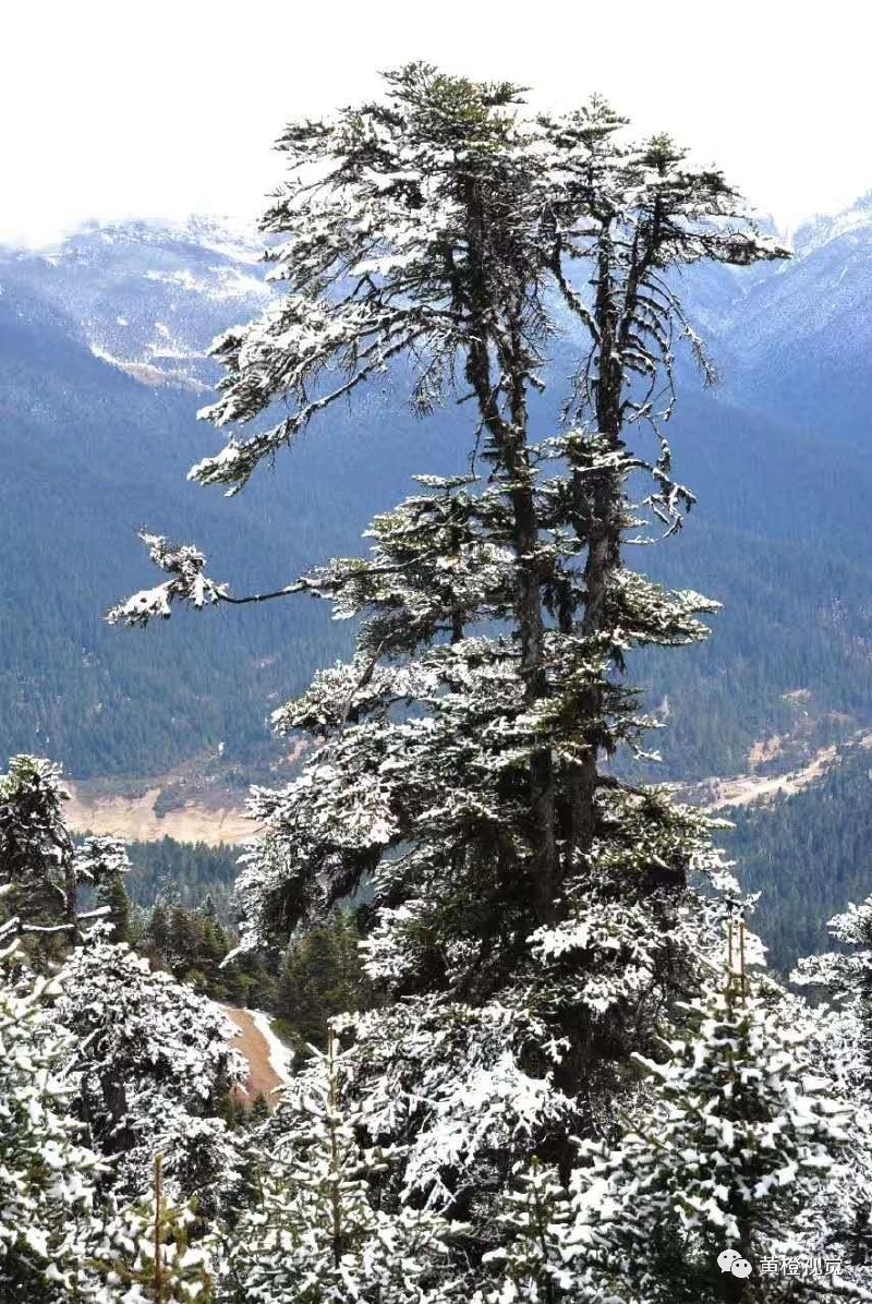 西藏 <wbr>| <wbr>春日林芝桃花运(续篇)