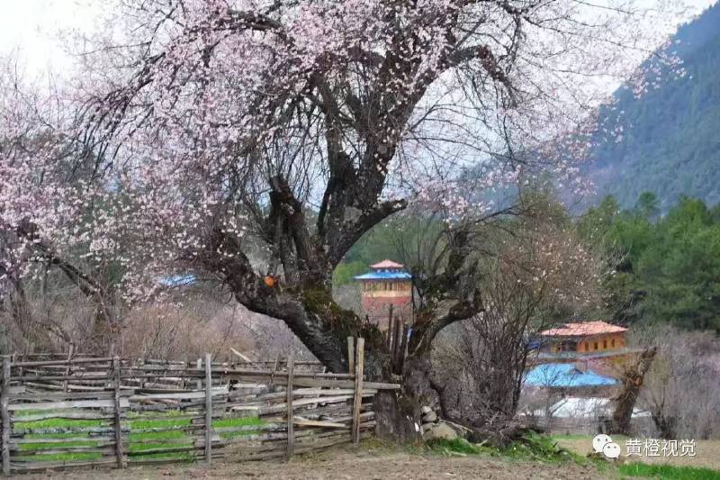 西藏 <wbr>| <wbr>春日林芝桃花运(续篇)