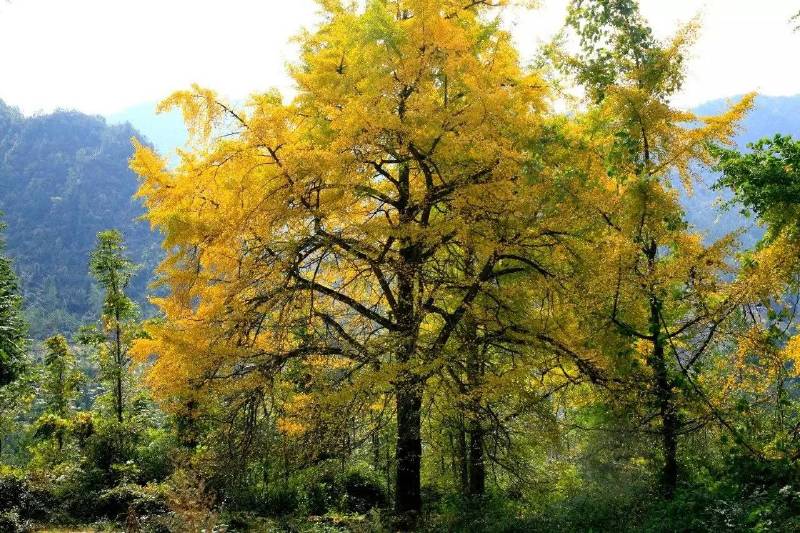 《重庆传统村落地图》出炉,石柱3个村入榜!