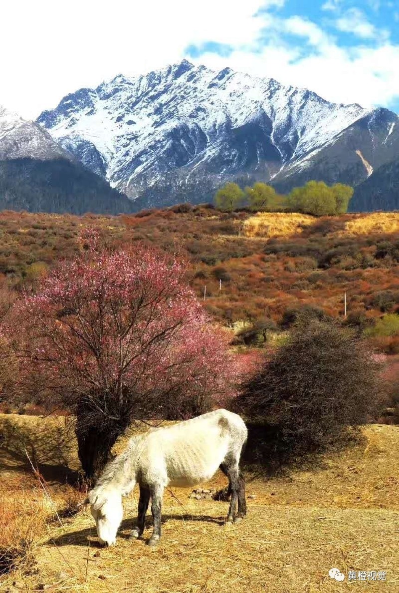 西藏 <wbr>| <wbr>春日林芝桃花运(续篇)