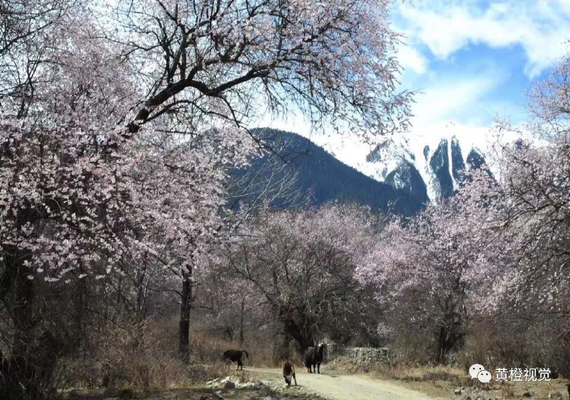 西藏 <wbr>| <wbr>春日林芝桃花运(续篇)