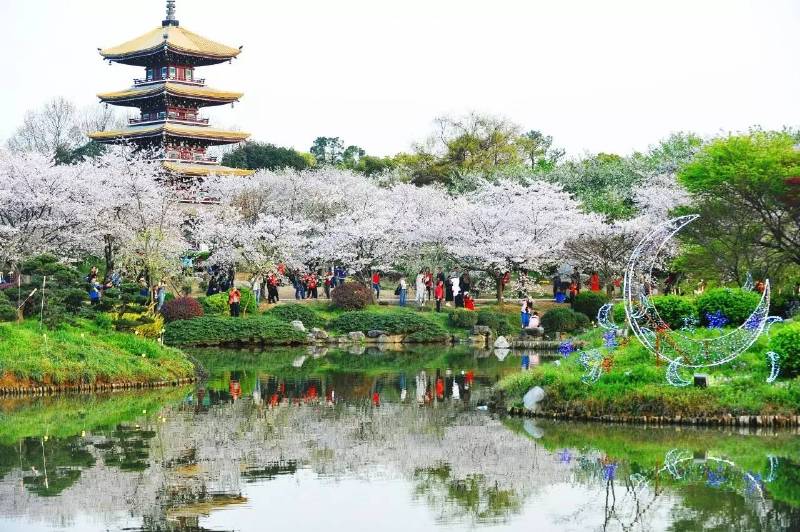 面朝阳光,春暖花开 湖北武汉东湖樱园 武汉东湖樱园迎来了一年之中最美丽的花期,晚花品种也呈初开状态。