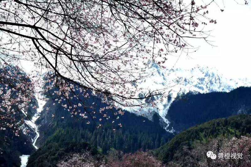西藏 <wbr>| <wbr>春日林芝桃花运(续篇)