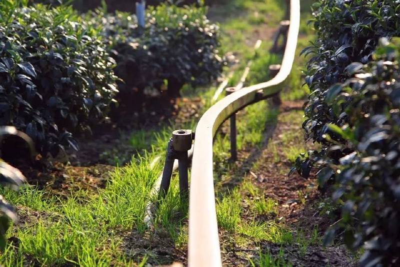 朴实的人有朴实的真理,茶农给我上的那些课