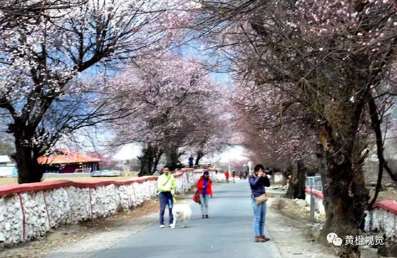 西藏 <wbr>| <wbr>春日林芝桃花运(续篇)