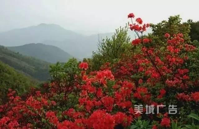 集美第一高峰——钉顶尾山(美丽的山146)