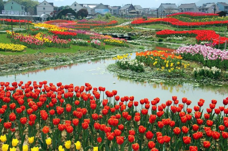 面朝阳光,春暖花开 浙江杭州桐庐 3月28日,浙江省杭州市桐庐县江南镇荻浦村,300余亩郁金香花田已经进入