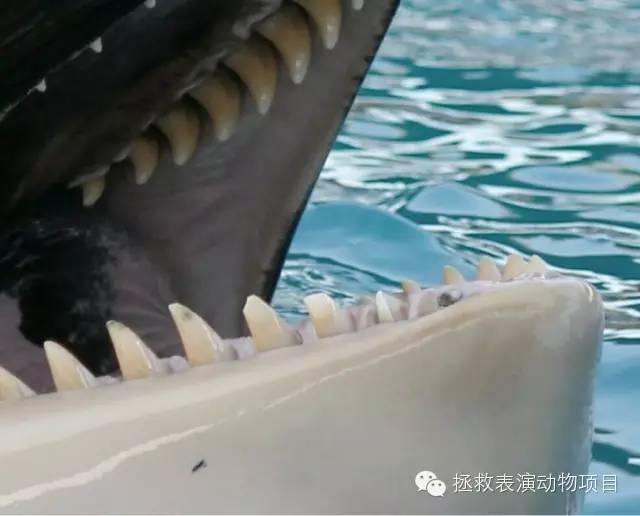 网络上有圈养虎鲸张开嘴乞食的照片，很多都可以明显的看到破损的牙齿。而糟糕的牙齿状