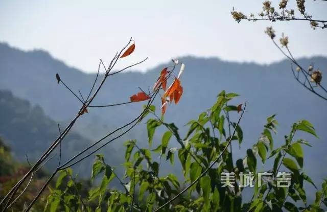 集美第一高峰——钉顶尾山(美丽的山146) 图片来自网络