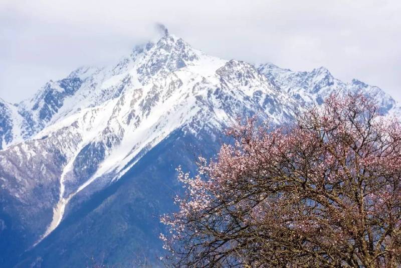 面朝阳光,春暖花开 西藏林芝桃花沟 每年三月底四月初,西藏林芝地区,波密桃花沟处处繁花似锦,犹如置身