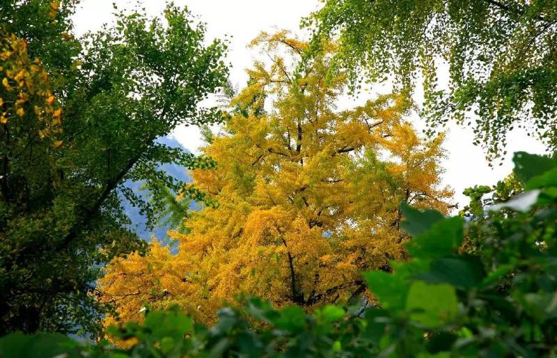 《重庆传统村落地图》出炉,石柱3个村入榜!