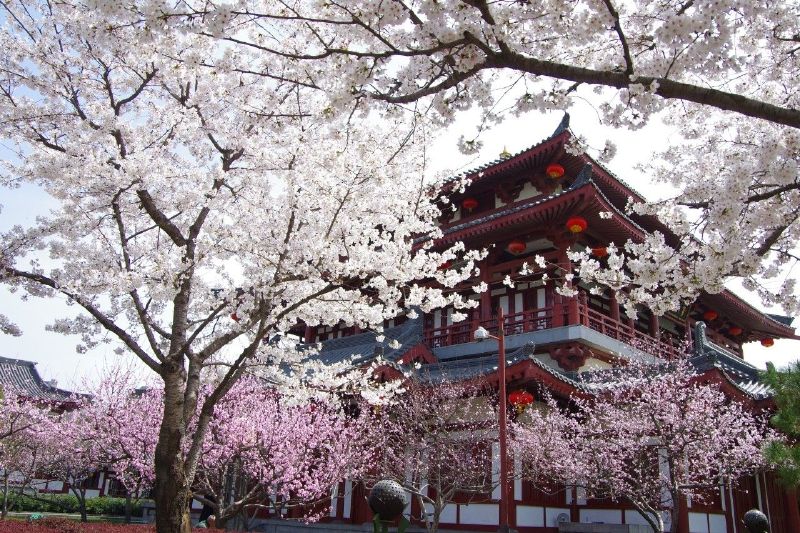 面朝阳光,春暖花开 陕西西安大唐芙蓉园 3月25日,古城西安天气晴好,大唐芙蓉园内樱花、桃花等进入盛花