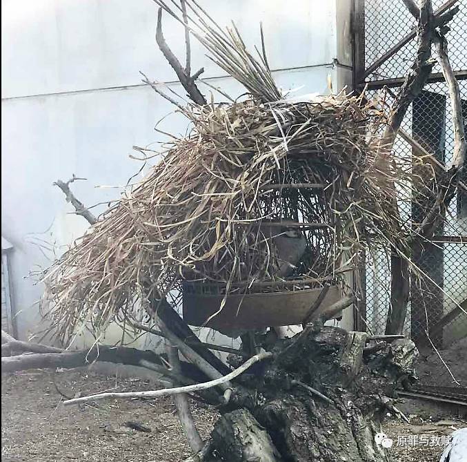 非文艺饲养员制作的终结简约版