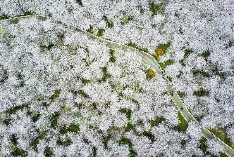 面朝阳光,春暖花开 贵州安顺樱花园 3月27日,贵州省安顺市,贵州贵安新区(原平坝农场)红枫湖畔上,由5