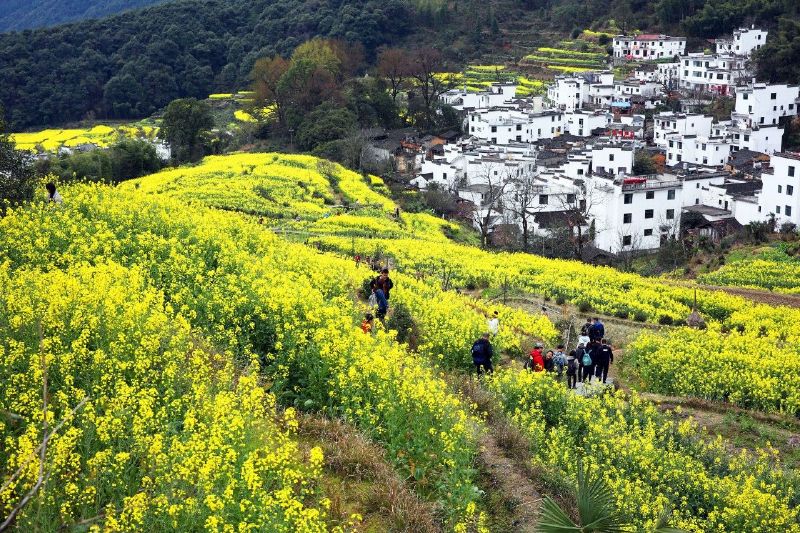面朝阳光,春暖花开 江西上饶婺源 现在是“中国最美乡村”婺源最美时节!篁岭、江岭等景区数千亩油菜花竞