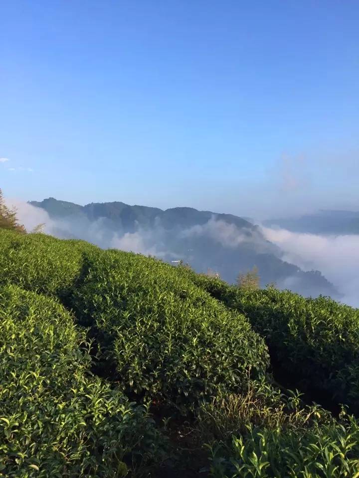 朴实的人有朴实的真理,茶农给我上的那些课