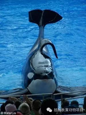 在海洋馆里，虎鲸的背鳍大多垮塌。图片来自网络。