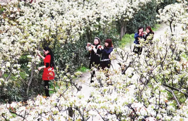 带您领略烟台的十大花海