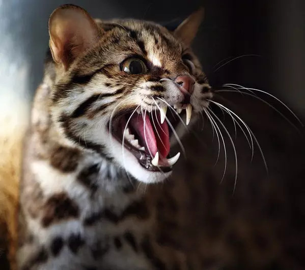 野生豹猫极其凶悍。图片来自网络