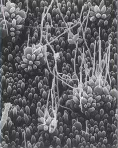 外星生命和地球上的相似吗?