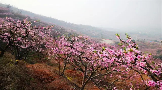 金堂周边这些地方可以看桃花啦! <wbr>太美了~