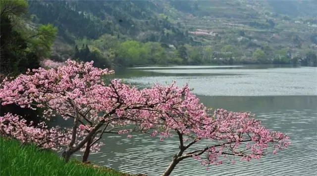 金堂周边这些地方可以看桃花啦! <wbr>太美了~