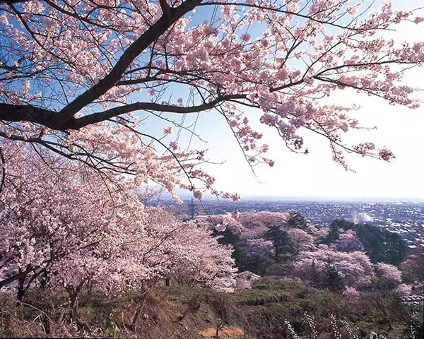 日本东北之春,邂逅山形县樱红春景