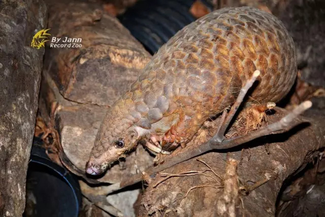 穿山甲和她的朋友们,是怎么给铲屎官出难题的? 穿山甲表示满意。图片:李健