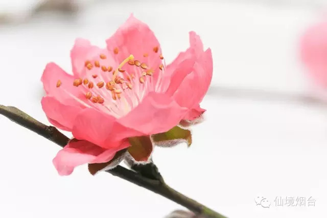 带您领略烟台的十大花海