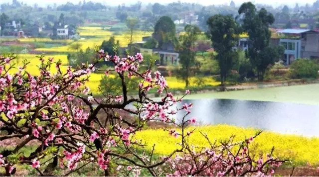 金堂周边这些地方可以看桃花啦! <wbr>太美了~