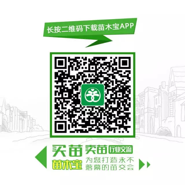 关于地被植物,现在了解还不迟