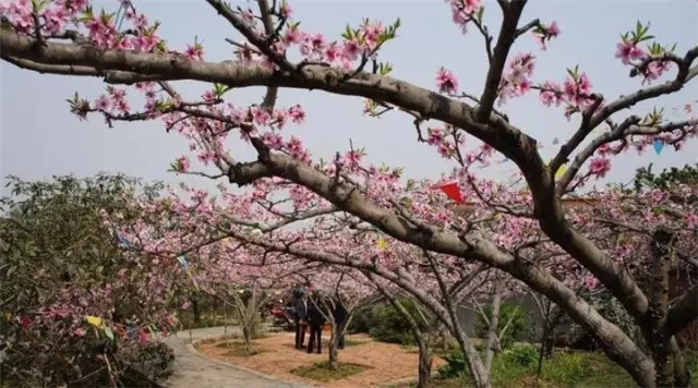 金堂周边这些地方可以看桃花啦! <wbr>太美了~