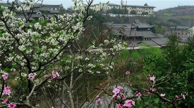 金堂周边这些地方可以看桃花啦! <wbr>太美了~