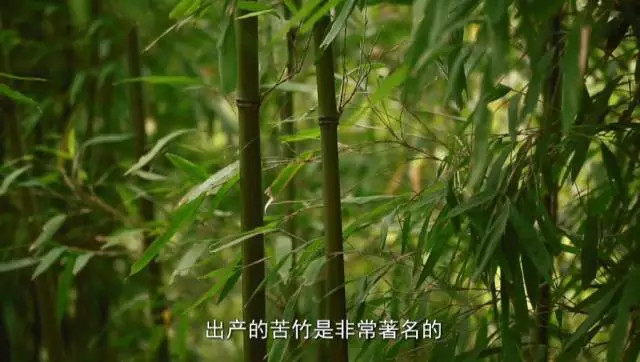 苦竹，产于浙江余杭，制作笛子的上等品种