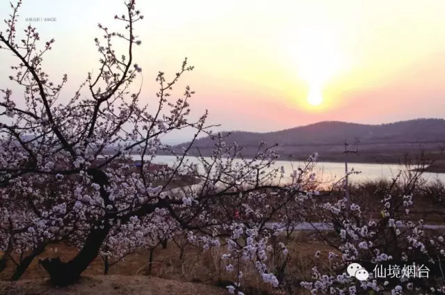 带您领略烟台的十大花海