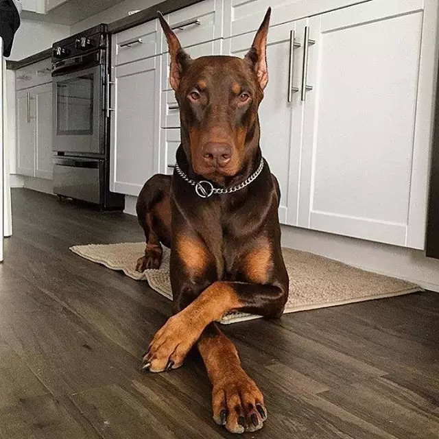 我是迷你品,才不是杜宾犬的复制品,跟小鹿犬更没什么关系!|真狗秀