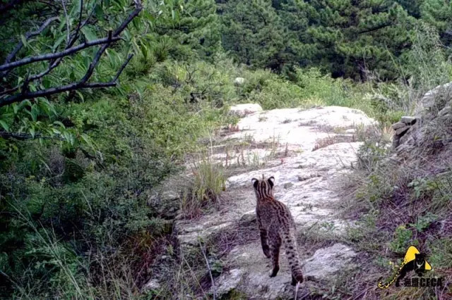 宠物豹猫背后的残酷真相:大量野生豹猫正因此消失 豹猫需要大范围的活动区域。猫盟红外相机拍摄于山西