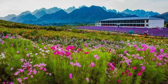 狼牙山第一百花园