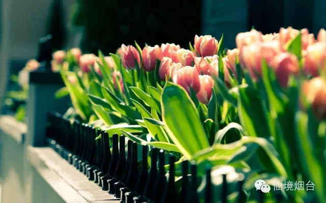 带您领略烟台的十大花海