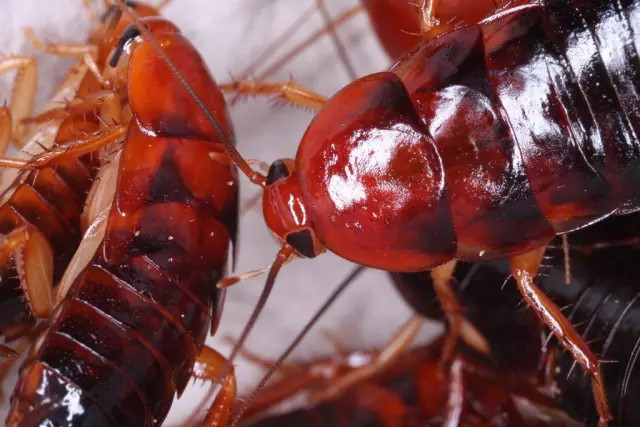 穿山甲和她的朋友们,是怎么给铲屎官出难题的? 樱桃蟑螂。图片:venwu225 / Flickr