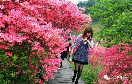 带您领略烟台的十大花海